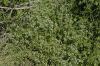 image of Cryptantha decipiens