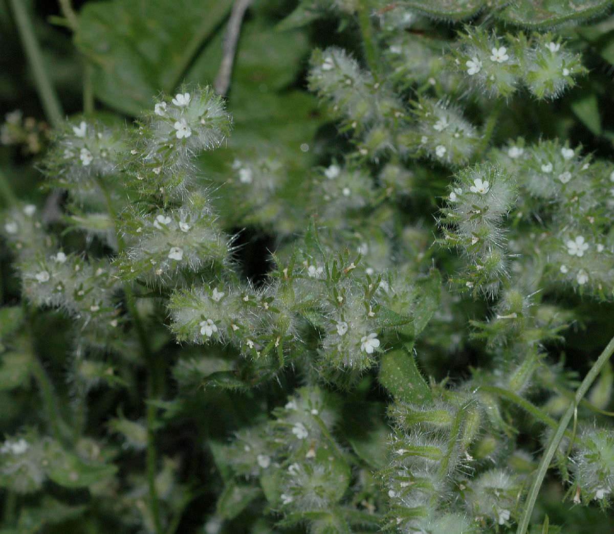 Boraginaceae Cryptantha decipiens