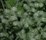 image of Cryptantha decipiens