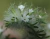 image of Cryptantha decipiens