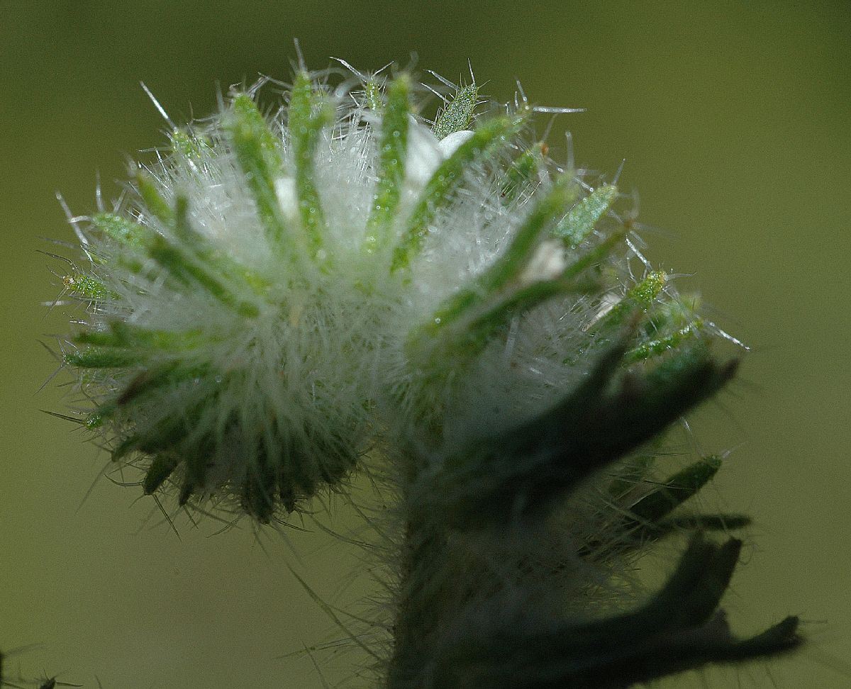 Boraginaceae Cryptantha decipiens