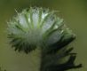 image of Cryptantha decipiens
