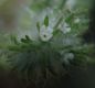 image of Cryptantha decipiens