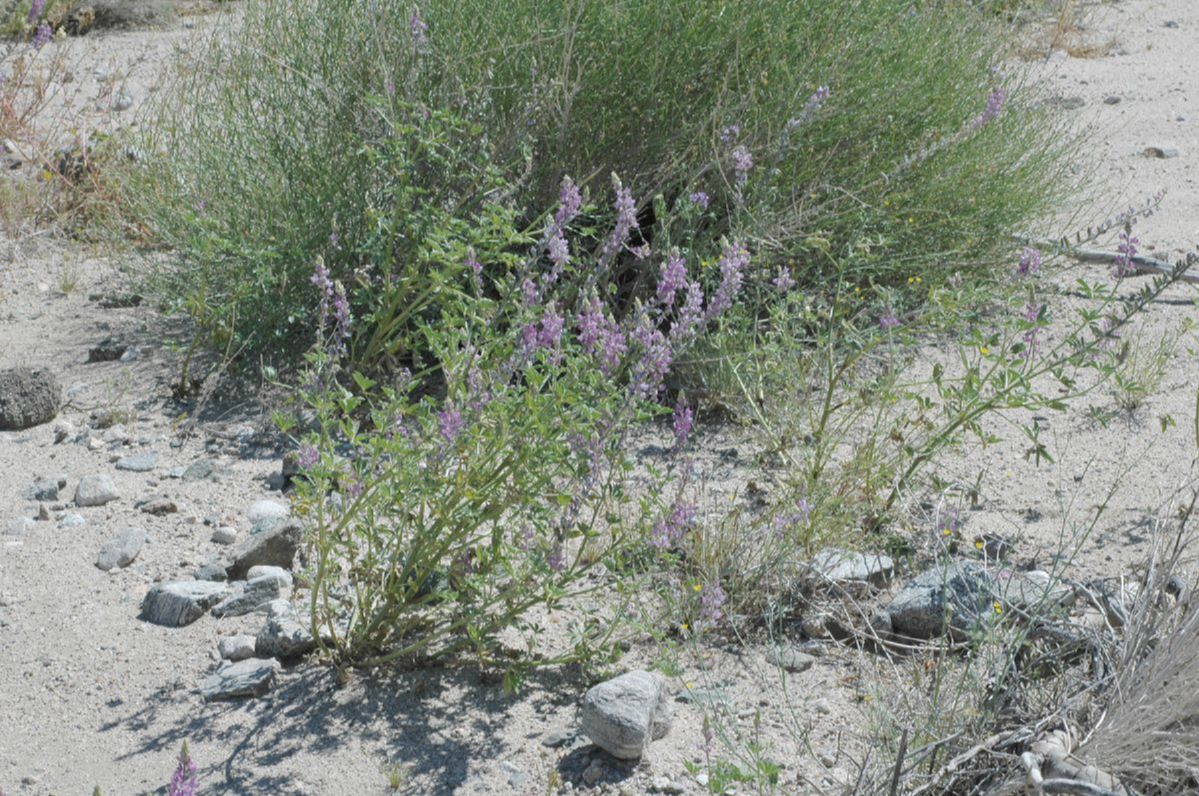 Fabaceae Lupinus 