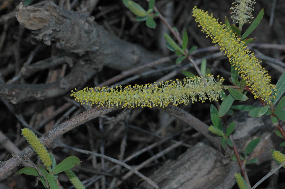 Salicaceae Salix 