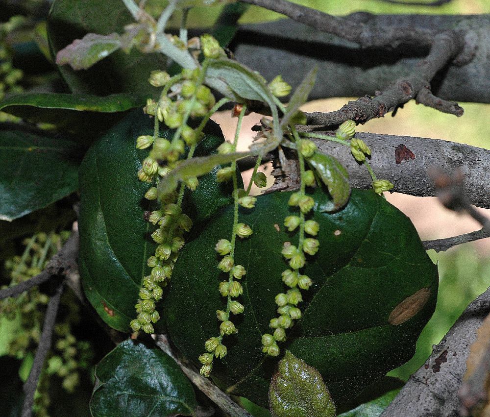 Fagaceae Quercus agrifolia