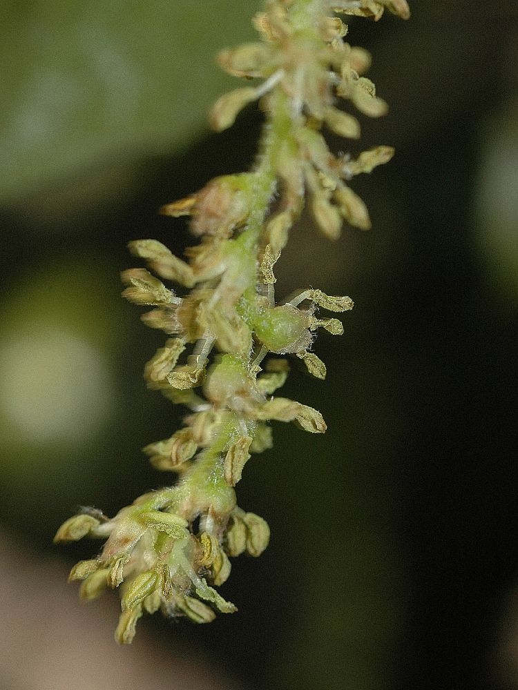 Fagaceae Quercus agrifolia