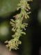 image of Quercus agrifolia