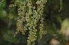 image of Quercus agrifolia