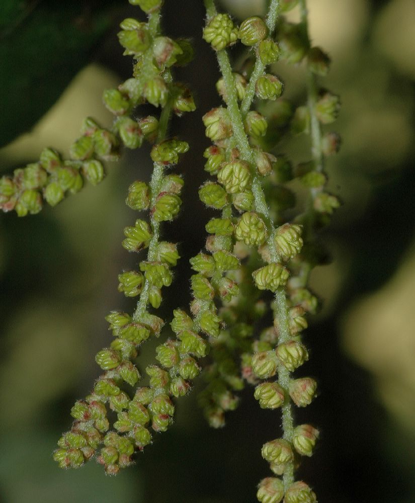 Fagaceae Quercus agrifolia