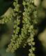 image of Quercus agrifolia