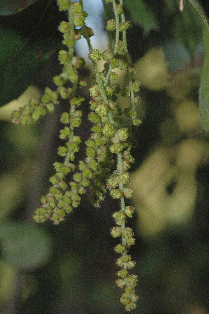 Fagaceae Quercus agrifolia