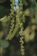 image of Quercus agrifolia