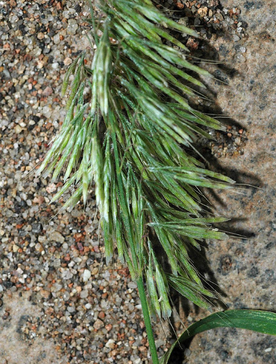 Poaceae Lamarckia aurea