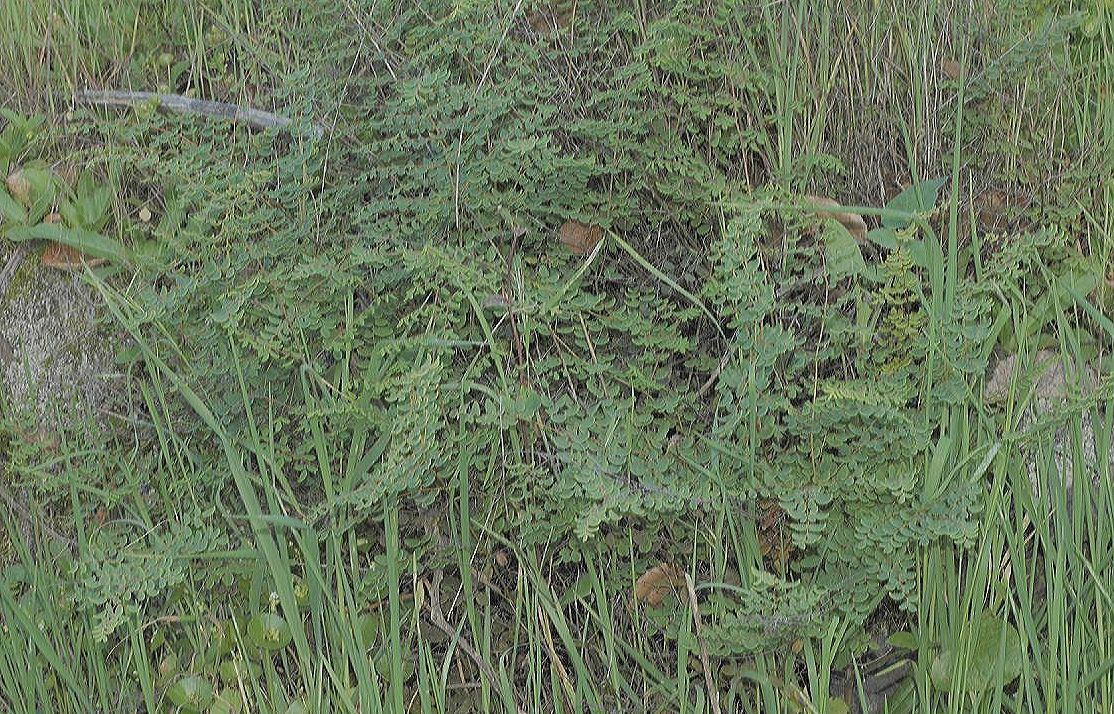 Pteridaceae Pellaea mucronata