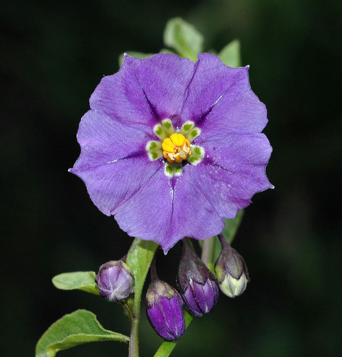 Solanaceae Solanum xantii
