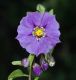 image of Solanum xantii