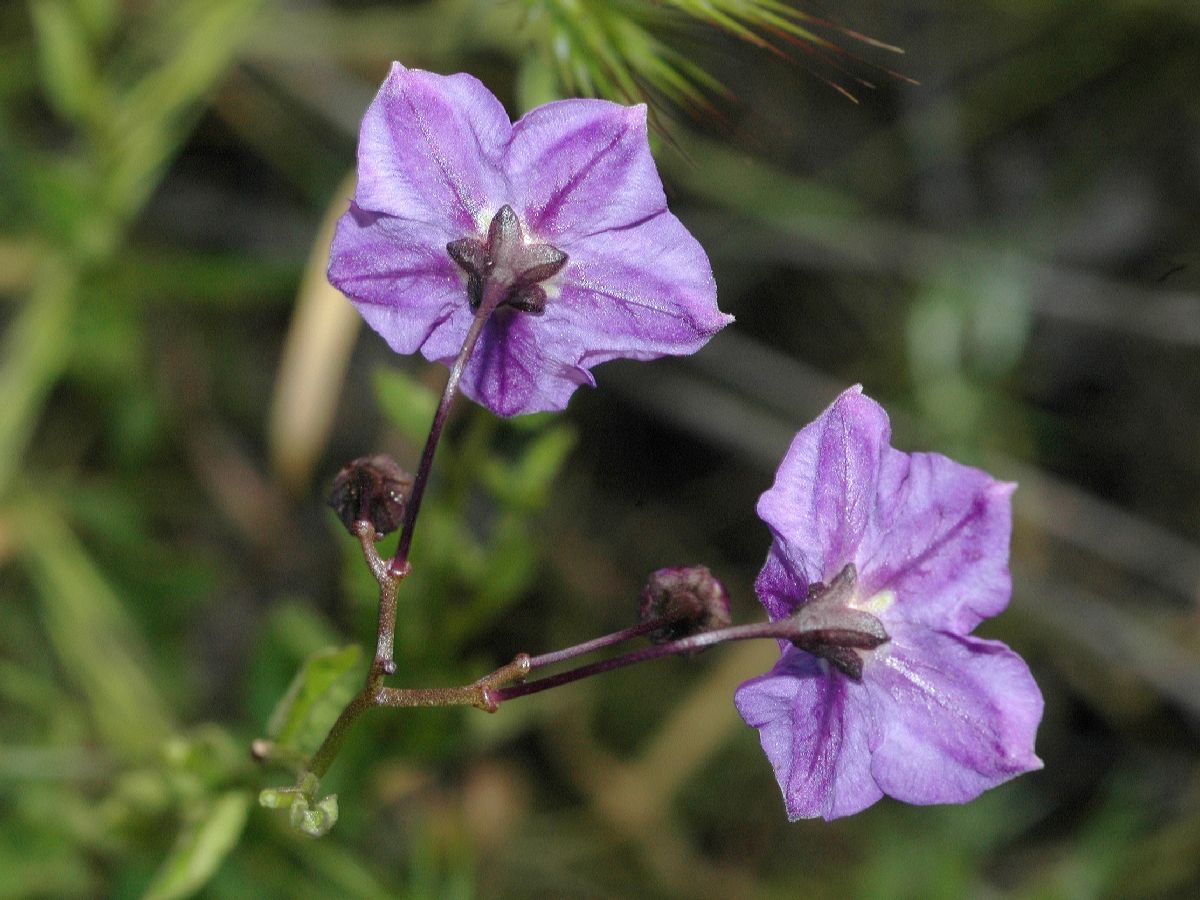 Solanaceae Solanum xantii