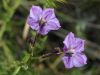image of Solanum xantii
