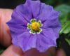 image of Solanum xantii