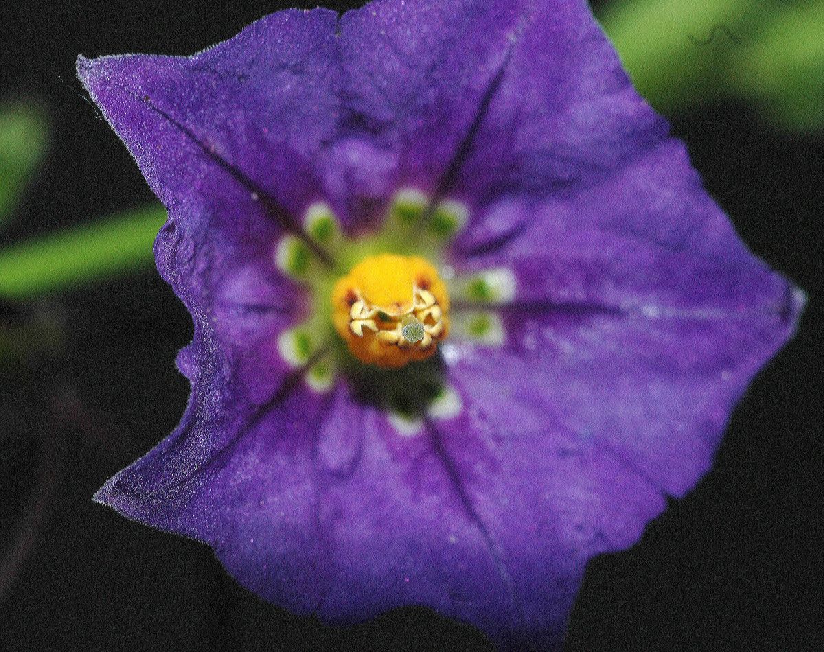 Solanaceae Solanum xantii