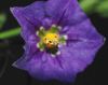 image of Solanum xantii