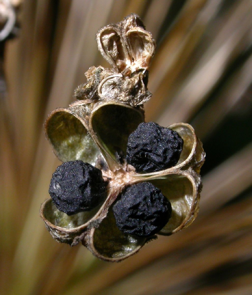 Amaryllidaceae Allium caeruleum