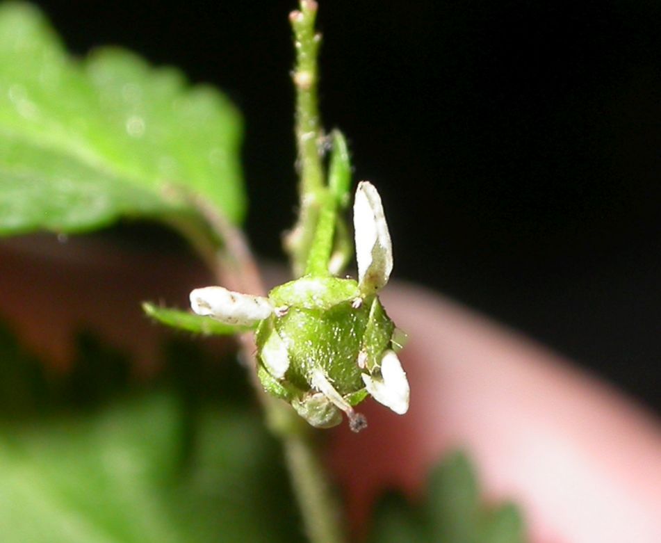 Rosaceae Stephanandra incisa