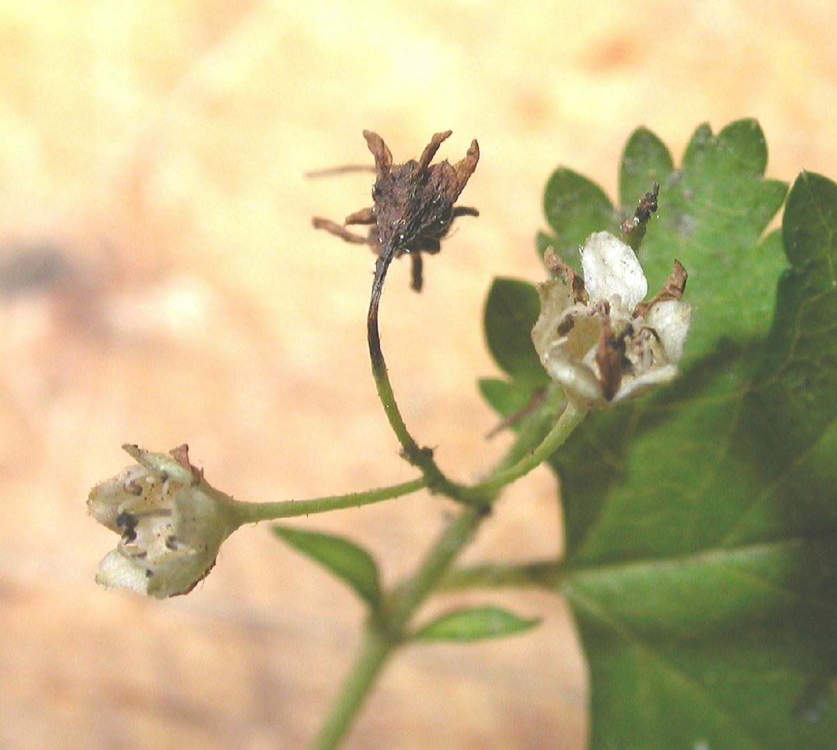 Rosaceae Stephanandra incisa