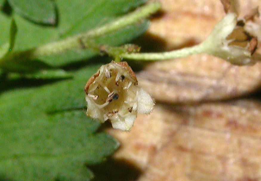 Rosaceae Stephanandra incisa