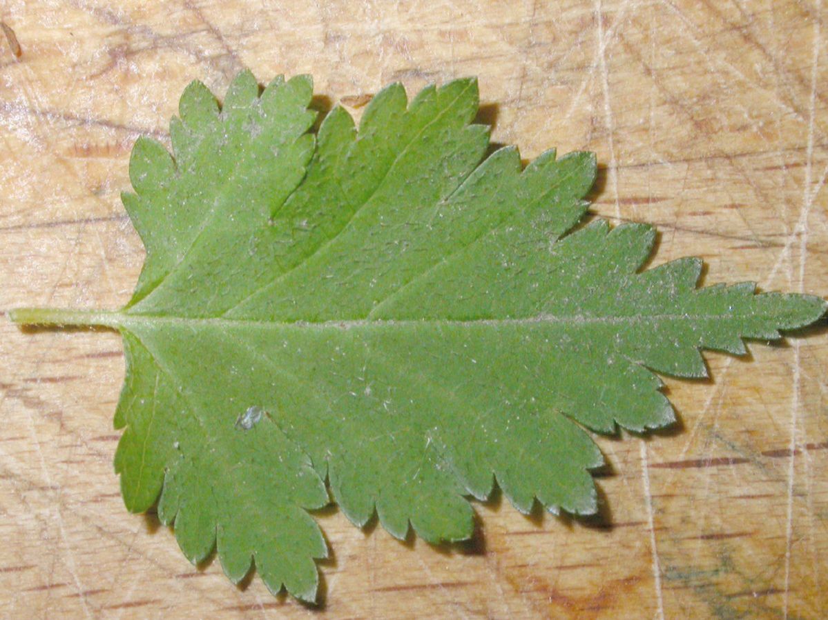 Rosaceae Stephanandra incisa