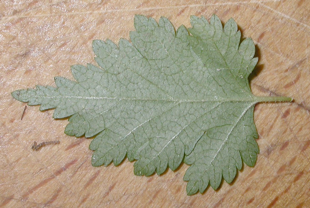 Rosaceae Stephanandra incisa