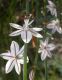 image of Asphodelus albus