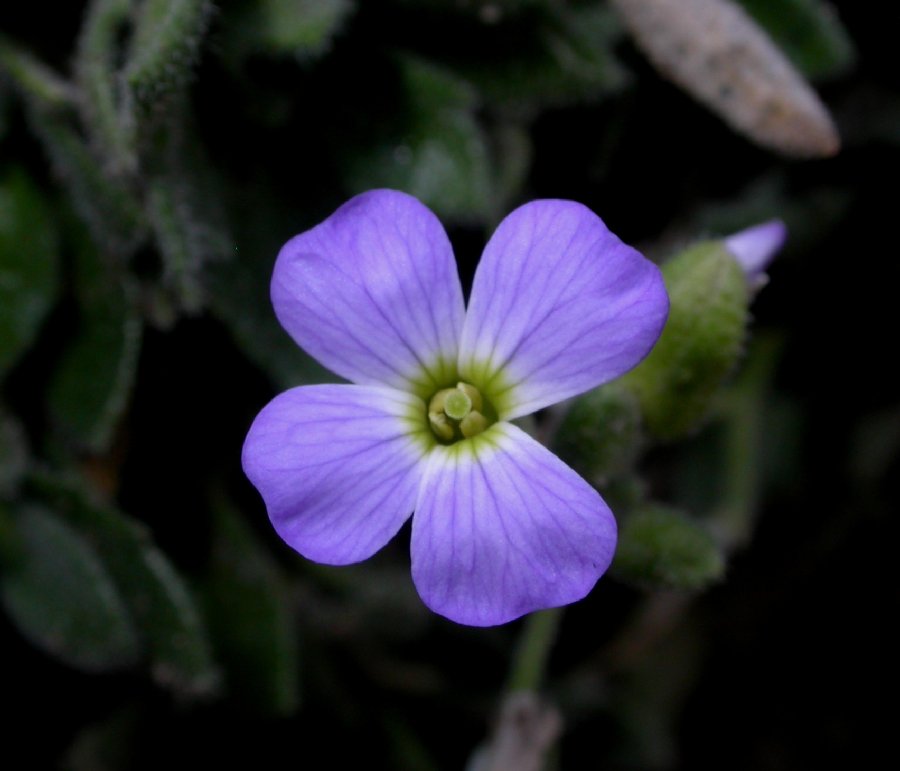 Brassicaceae Aubrieta columnae