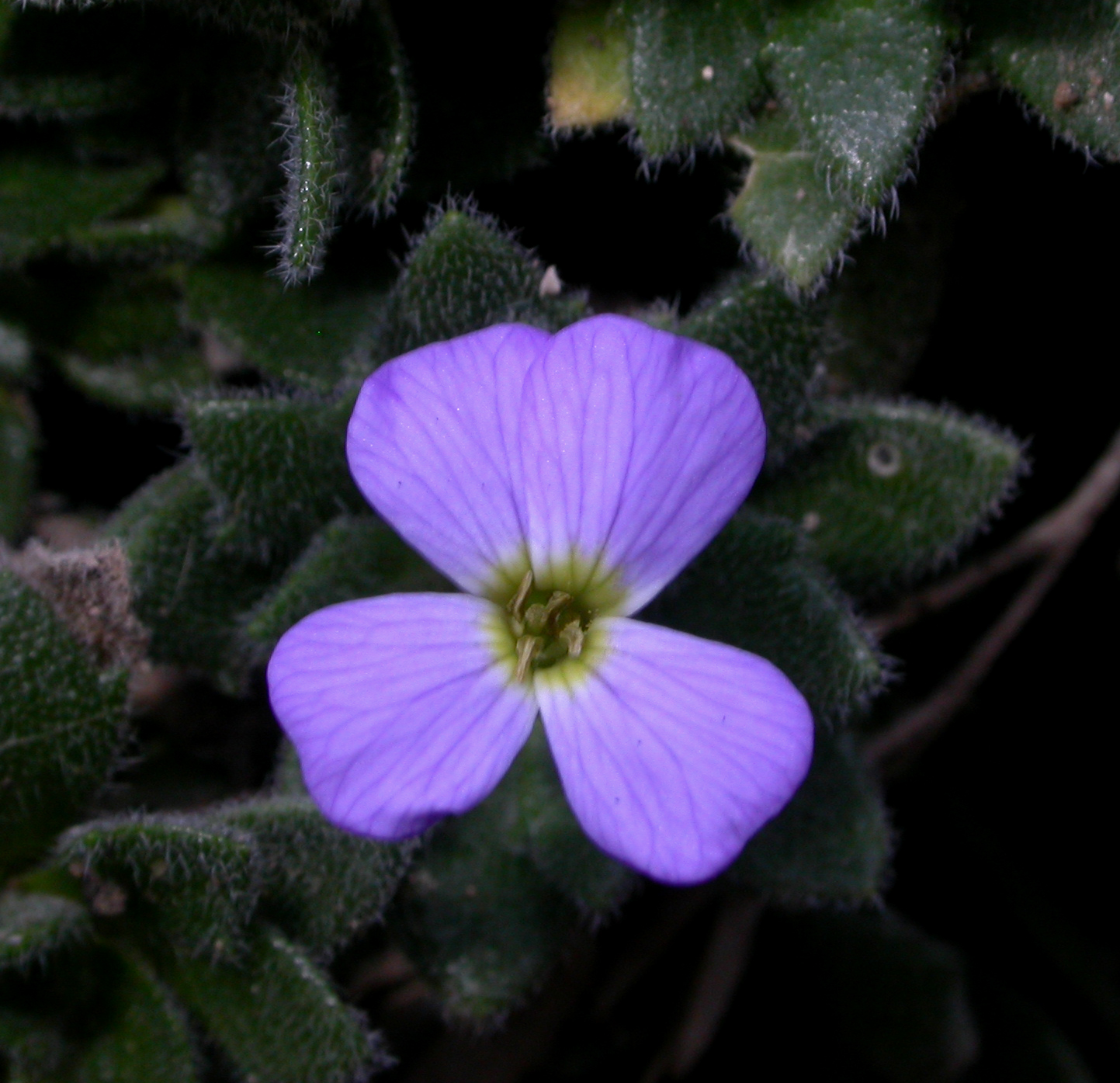 Brassicaceae Aubrieta columnae