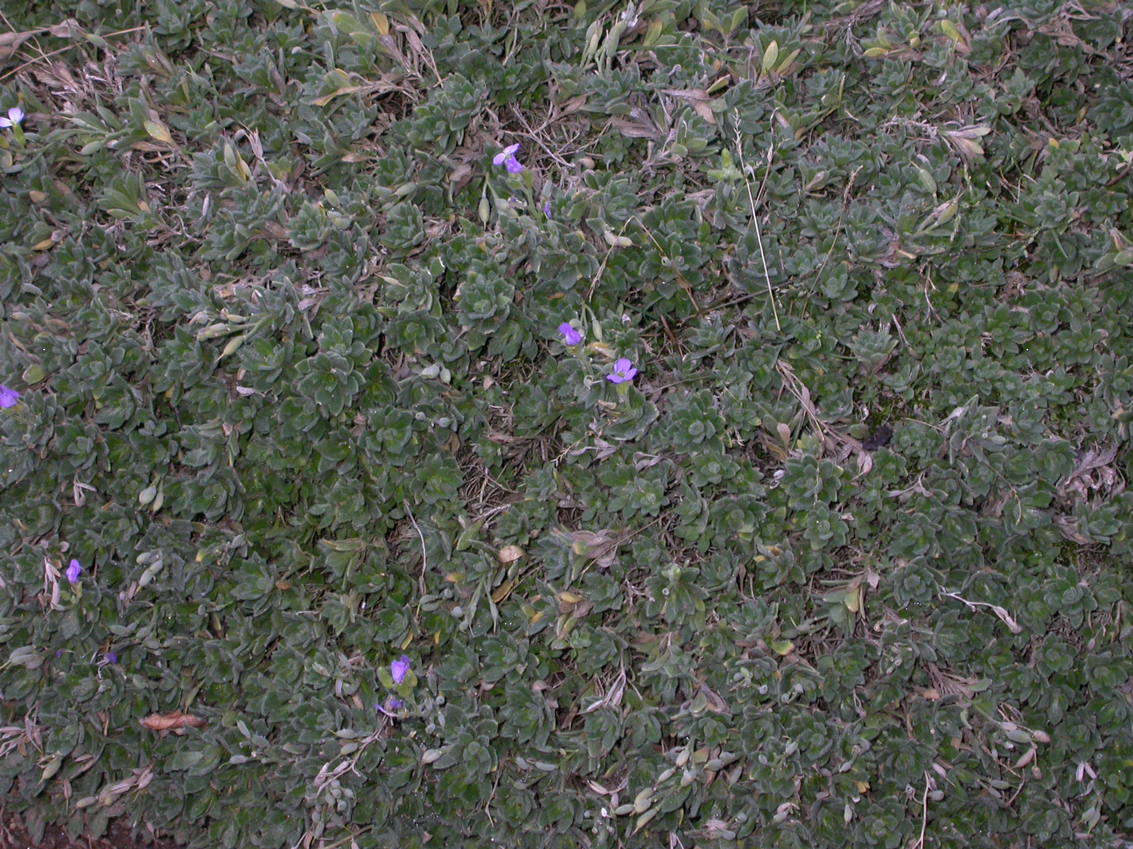 Brassicaceae Aubrieta columnae
