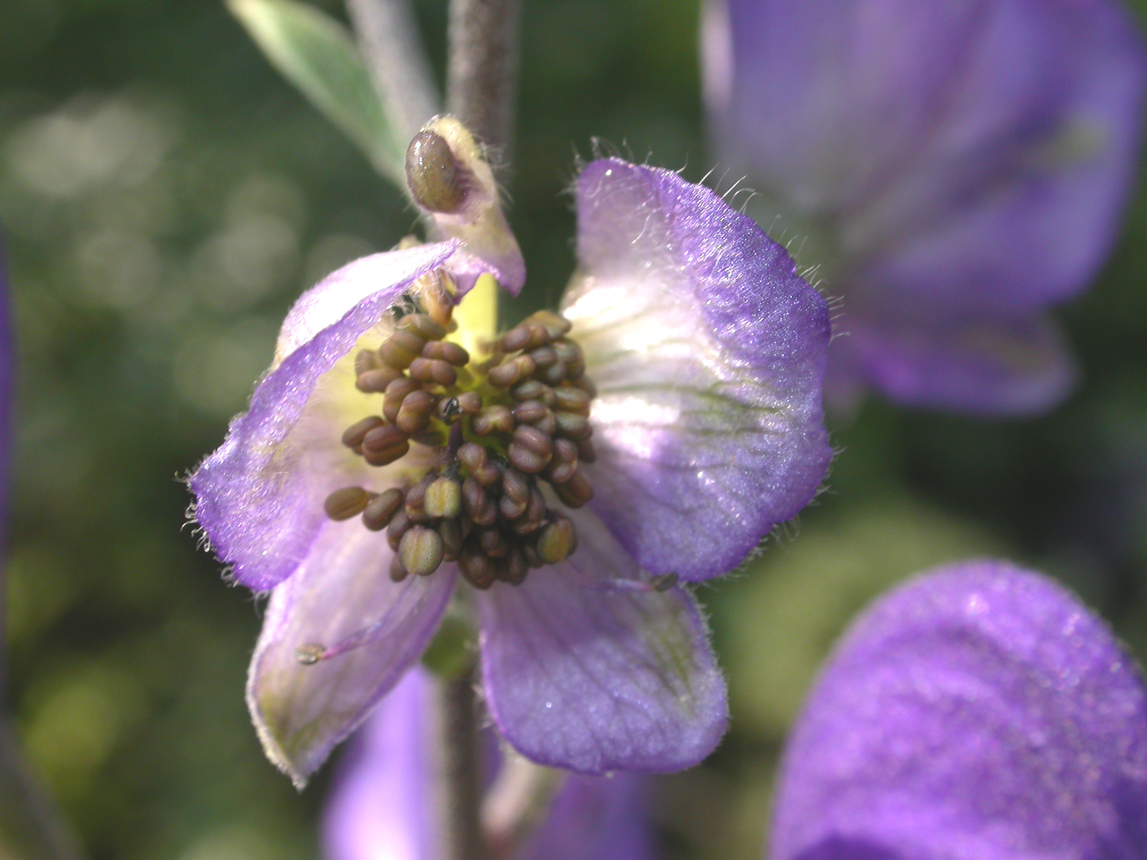 Ranunculaceae Aconitum napelus