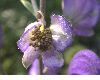 image of Aconitum napelus