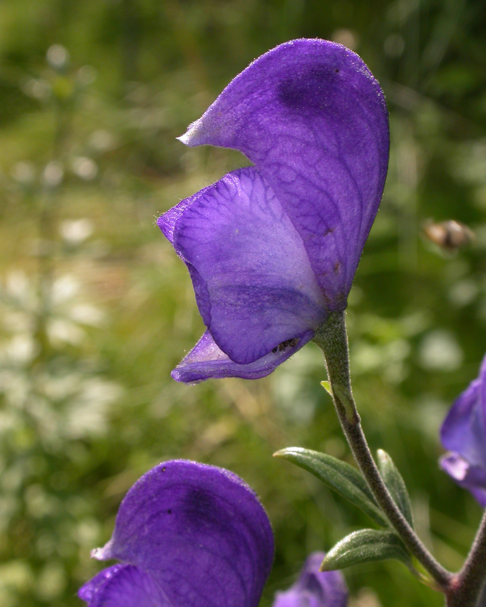 Ranunculaceae Aconitum napelus