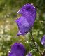 image of Aconitum napelus