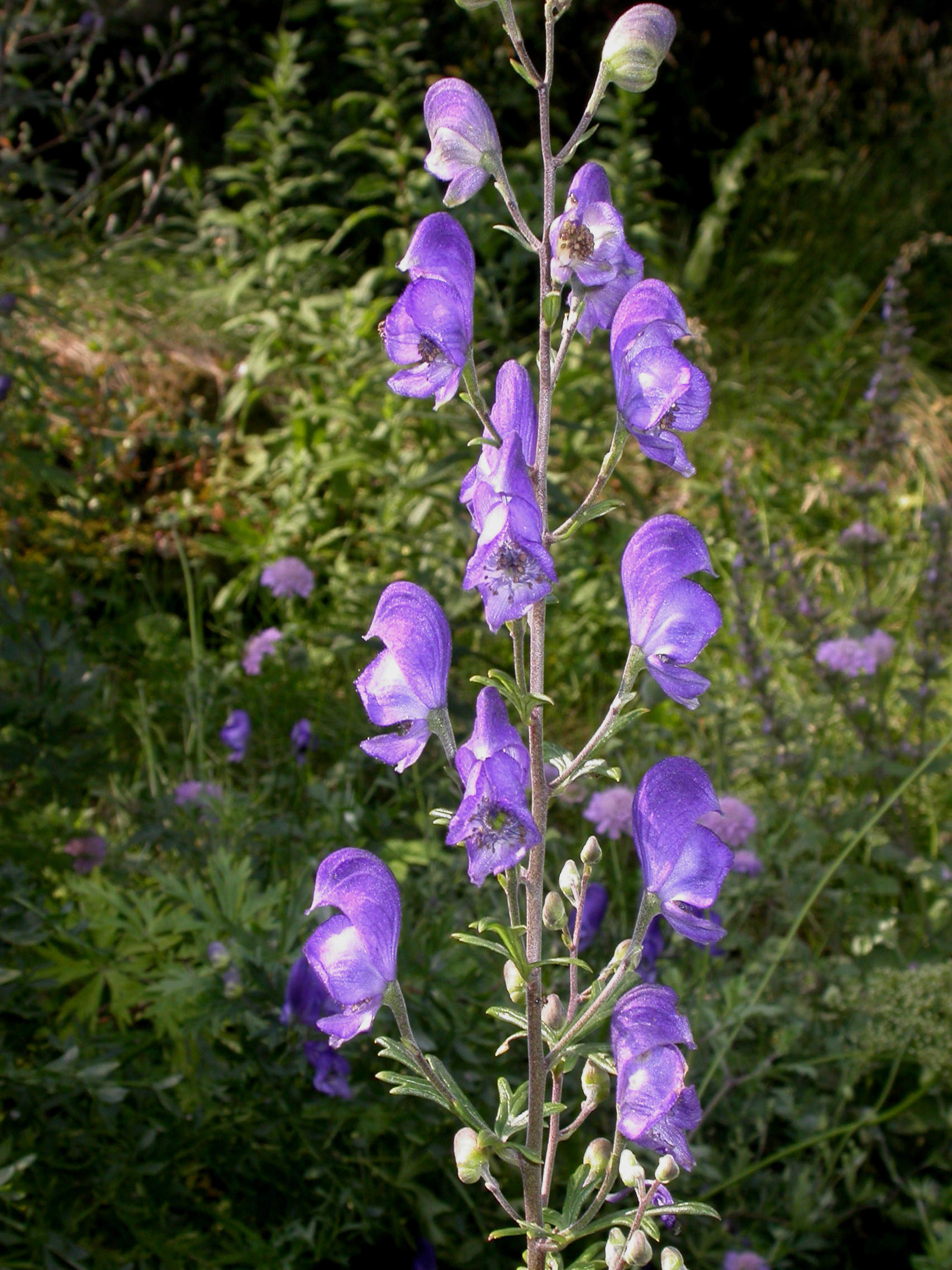 Ranunculaceae Aconitum napelus