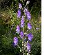 image of Aconitum napelus