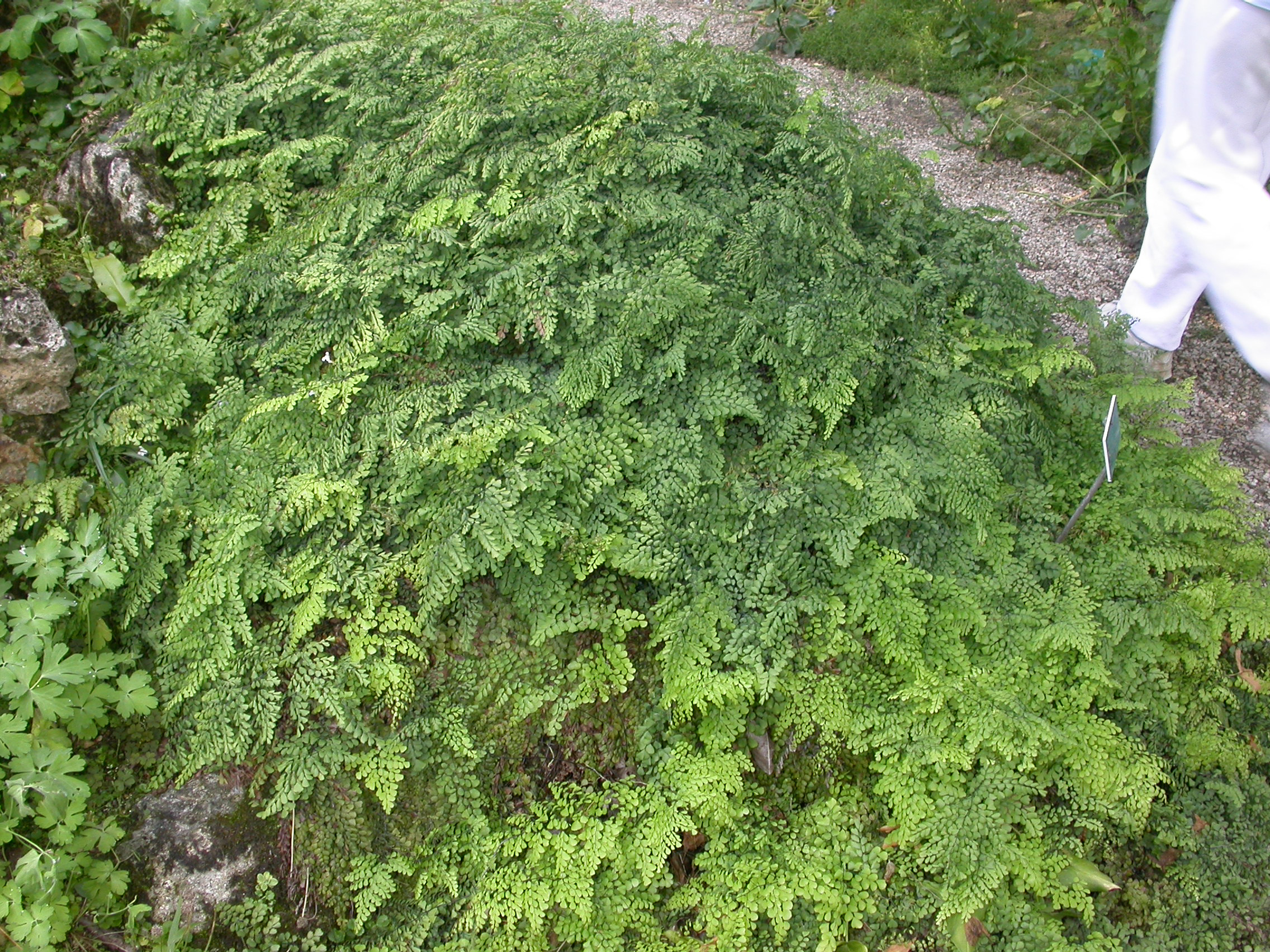 Pteridaceae Adiantum venustum
