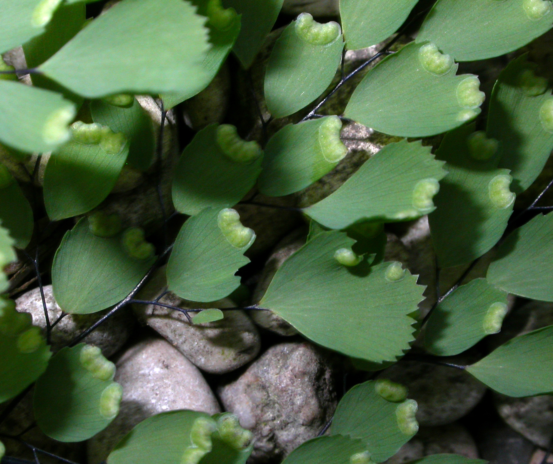 Pteridaceae Adiantum venustum