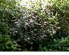 image of Hydrangea 