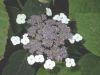image of Hydrangea 