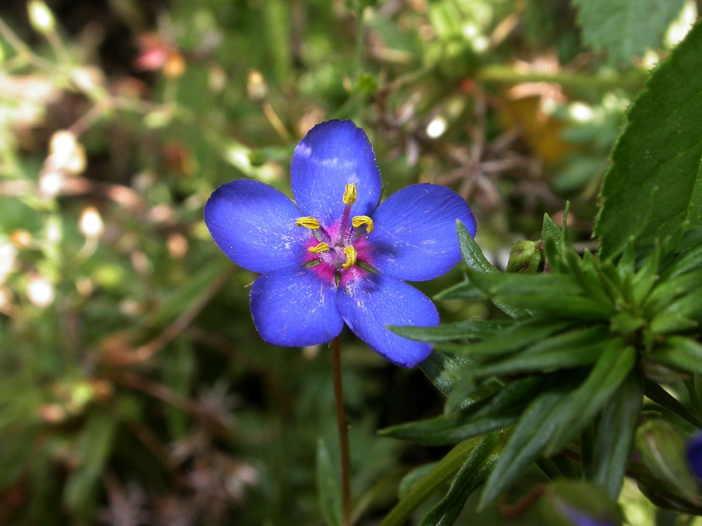 Primulaceae Anagallis runelli