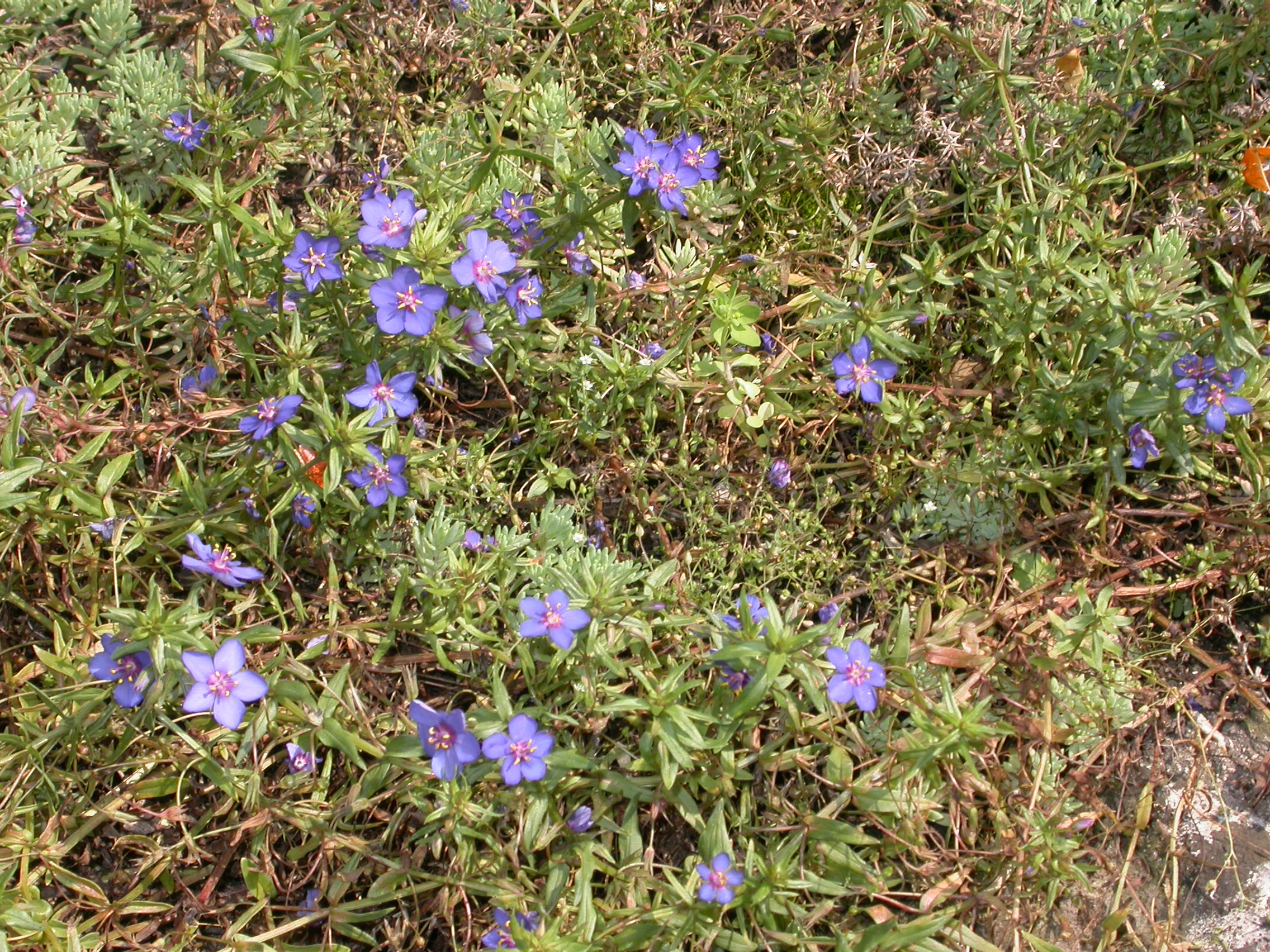 Primulaceae Anagallis runelli
