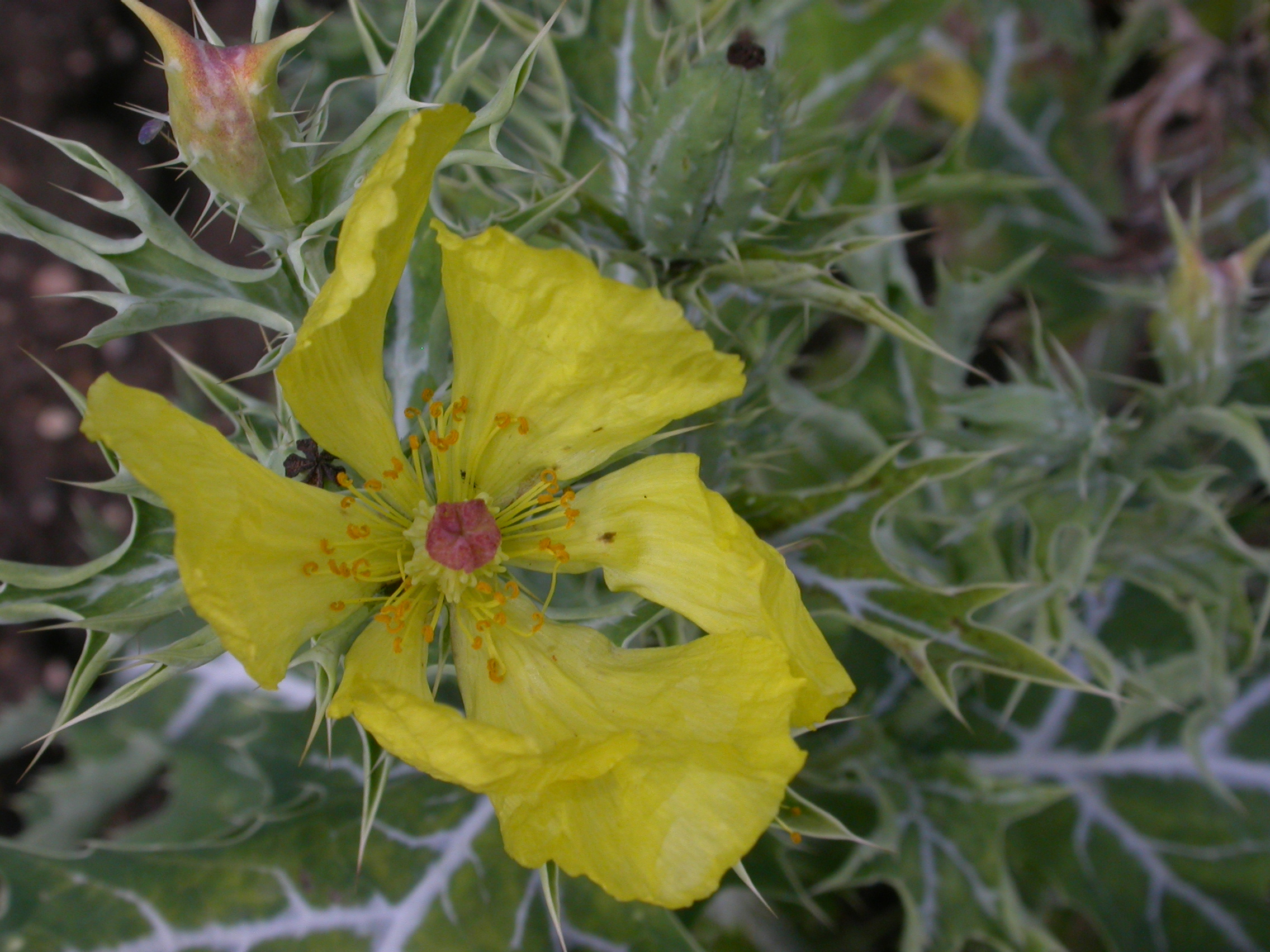 Papaveraceae Argemone mexicana