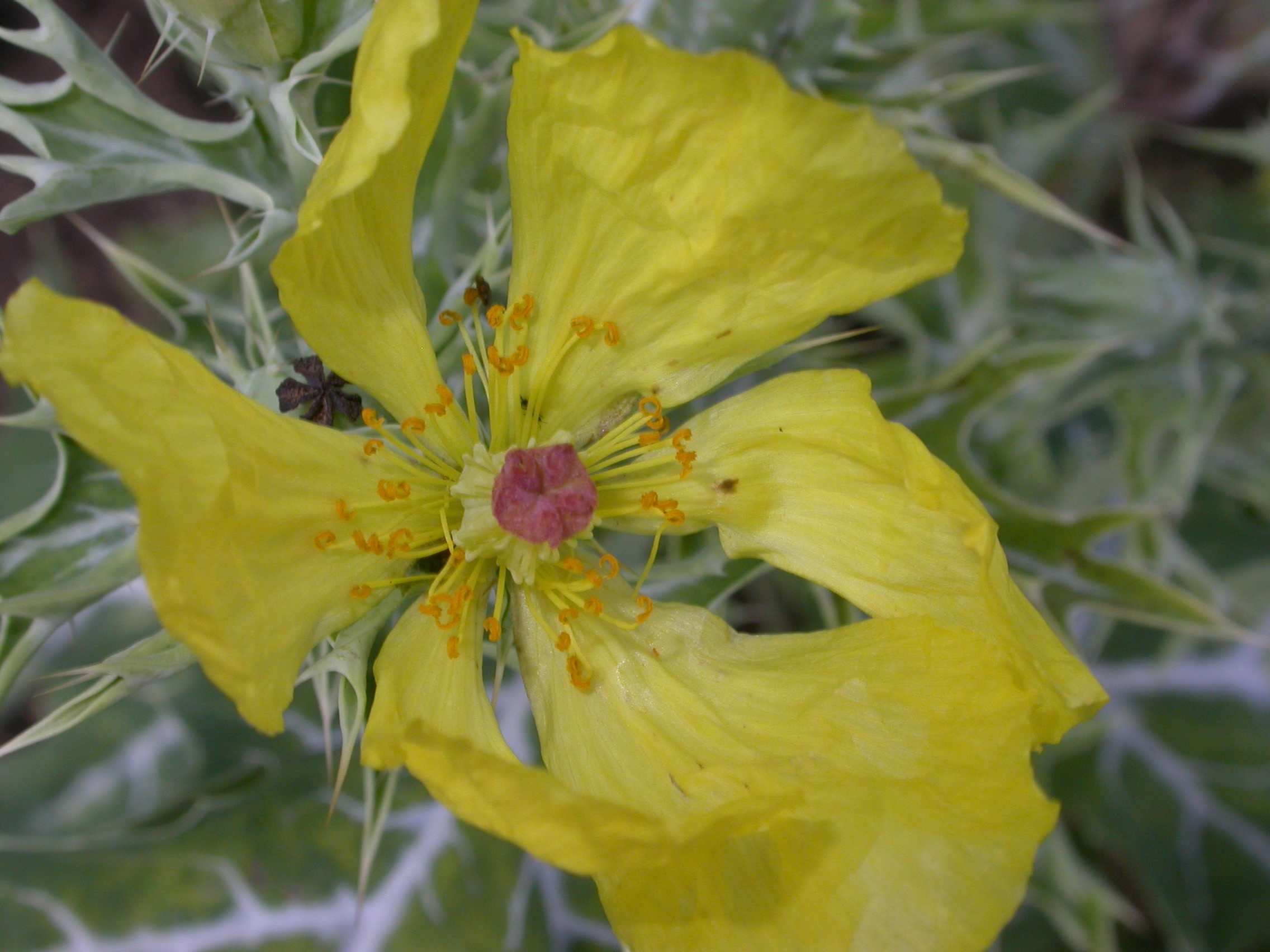 Papaveraceae Argemone mexicana